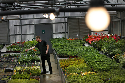 Scott Sommerdorf  |  The Salt Lake Tribune
Red Butte Garden horiculturist Fritz Kollman checks some of the plants growing in the garden's greenhouse, Monday, April 25, 2011.