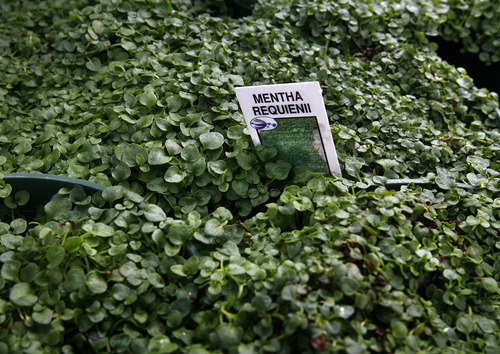 Scott Sommerdorf  |  The Salt Lake Tribune
Corsican mint growing in the Red Butte Garden greenhouse, Monday, April 25.