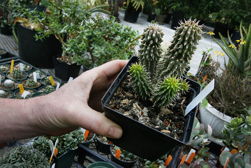 Scott Sommerdorf  |  The Salt Lake Tribune
Red Butte Garden horiculturist Fritz Kollman holds a 