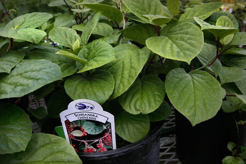 Scott Sommerdorf  |  The Salt Lake Tribune
Schisandra chinensis - or 