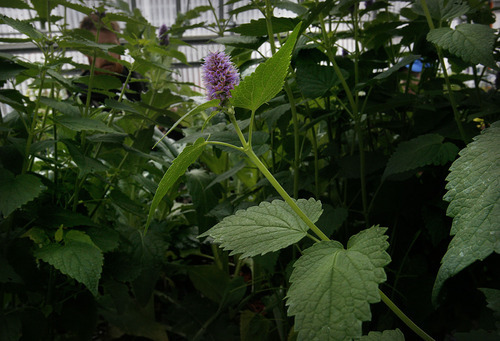 Scott Sommerdorf  |  The Salt Lake Tribune
Agastache mint - or 