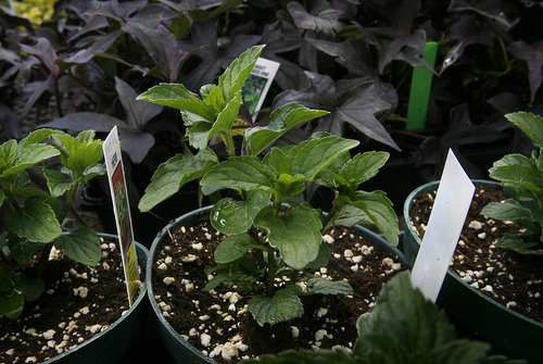 Scott Sommerdorf  |  The Salt Lake Tribune
Mojito Mint growing in the Red Butte Garden greenhouse, Monday, April 25.