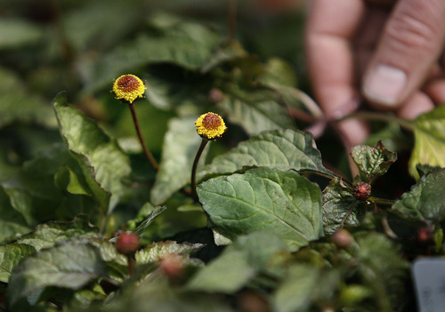 Scott Sommerdorf  |  The Salt Lake Tribune
Red Butte Garden horiculturist Fritz Kollman holds the leaf of a 