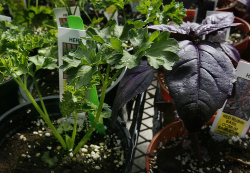 Scott Sommerdorf  |  The Salt Lake Tribune
Parsley (left) and red basil next to each other in the Red Butte Garden greenhouse, Monday, April 25, 2011.