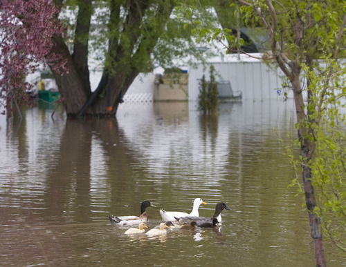 Al Hartmann  |  The Salt Lake Tribune
A family of ducks swim in the Riverside R.V .Park along the swollen Blacksmith Fork River on Monday.