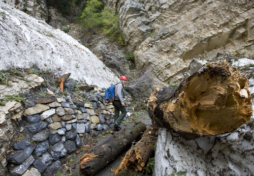 Al Hartmann  |  The Salt Lake Tribune
Denis Davis, superintendent of Timpanogos Cave National National Monument in American Fork Canyon, walks along a stretch of the trail that has been impacted by a snowfield and large tree.  Maintaining the trail in a dry year is a challenge.  A wet year like this with late snow makes it even more difficult.