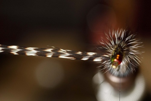 Rooster Feathers, Rooster Saddle Hackles for fly tying