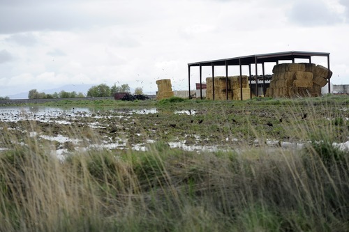 Sarah A. Miller  |  The Salt Lake Tribune

Water floods the Wadeland dairy farm in the Taylor Ward west of Ogden Sunday, May 29, 2011. Director of Weber County Emergency Management Lance Peterson estimates that 2,000 acres of alfalfa, pasture and cattle range have already been flooded with water from the nearby Weber River.