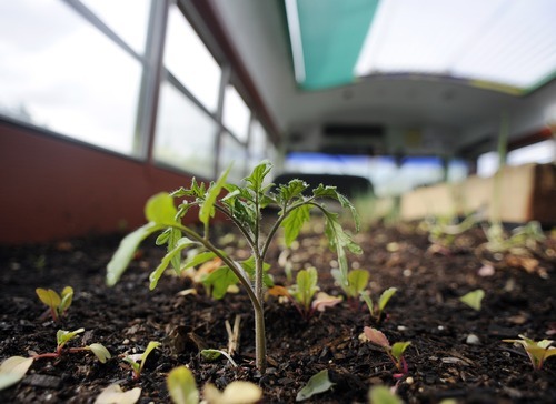 Sarah A. Miller  |  The Salt Lake Tribune

A tomato plant grows in The Green Urban Lunch Box. Conor Jensen and Shawn Peterson hope to bring the bus to schools and events to educate children and the community about vegetables.