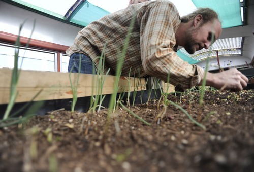 Sarah A. Miller  |  The Salt Lake Tribune

Shawn Peterson tends to onions growing in the bus that he and others  converted into a mobile garden called The Green Urban Lunch Box.