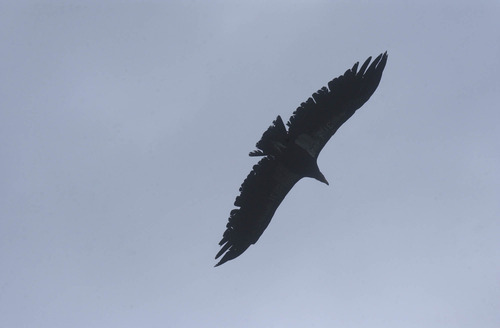 Mark Havnes  |  The Salt Lake Tribune                               
California condor soars over southern Utah's canyons.