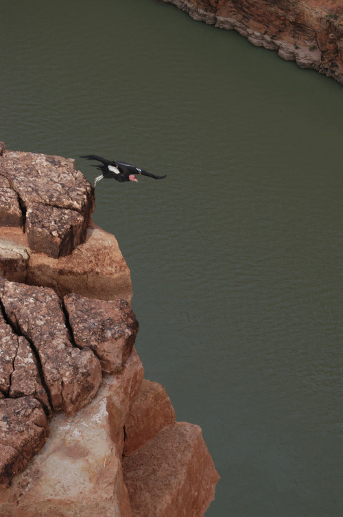 Tom Wharton  |  The Salt Lake Tribune
California condors use a perch over the Colorado River near Lee's Ferry and Marble Canyon.