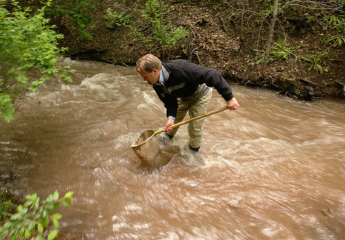 Steve Griffin  |  The Salt Lake Tribune
Ben Holcomb, the state's biological assessment program coordinator, uses a net as he looks for life in Red Butte Creek near 1500 East and 1100 South in Salt Lake City.