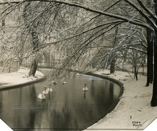 This undated photo shows swans at Liberty Park. Tribune file photo