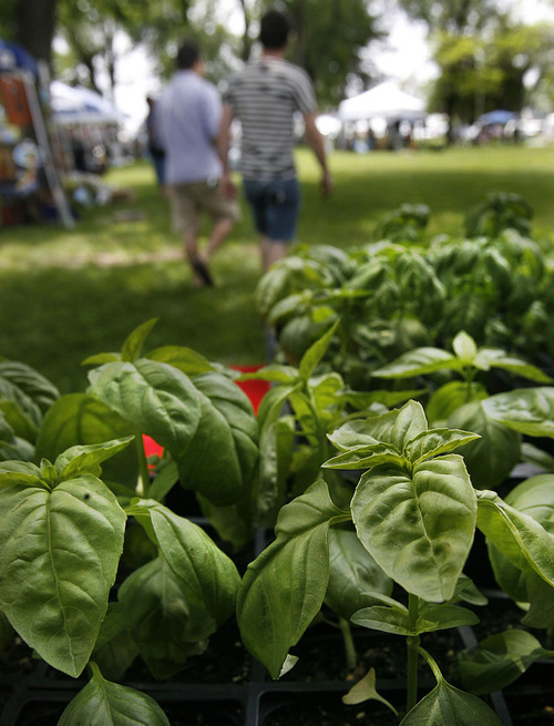 Scott Sommerdorf  |  The Salt Lake Tribune
Basil for sale at Dave Baldwin's 