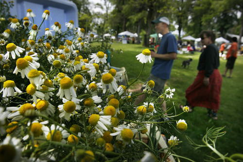 Scott Sommerdorf  |  The Salt Lake Tribune
Chamomile for sale at Kyle LaMalta's booth at the sixth annual Salt Lake People's Market held at Jordan Park, 1060 S. 900 West, Salt Lake City, Sunday, June 12, 2011.