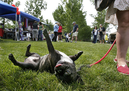 Scott Sommerdorf  |  The Salt Lake Tribune
Micky Bleggi's  French Bulldog 