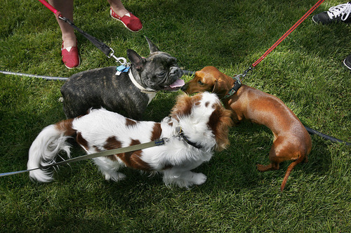 Scott Sommerdorf  |  The Salt Lake Tribune
Dogs meet up at the first Wasatch Front Farmers Market, launching at Wheeler Farm, 6351 S. 900 East, in Salt Lake City, Sunday, June 12, 2011.