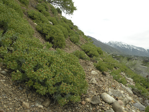 Erin Alberty  |  The Salt Lake Tribune
Myrtle Spurge takes over a slope 1/2 mile south of the Mount Olympus trailhead. Botanists fear this invasive plant will crowd out native plants in Salt Lake County's wilderness areas.