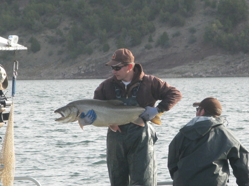 Brett Prettyman  |  The Salt Lake Tribune
Utah Division of Wildlife Resources biologist Matt McKell holds a large lake trout caught, studied and released at Flaming Gorge Reservoir in May.