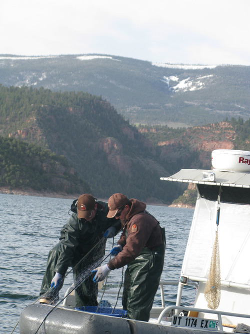 Brett Prettyman  |  The Salt Lake Tribune
Utah Division of Wildlife Resources biologists Ben Carswell and Matt McKell haul in a deep set net in May at Flaming Gorge Reservoir. The three deep set nets that day included 13 lake trout and three close to 30 pounds.