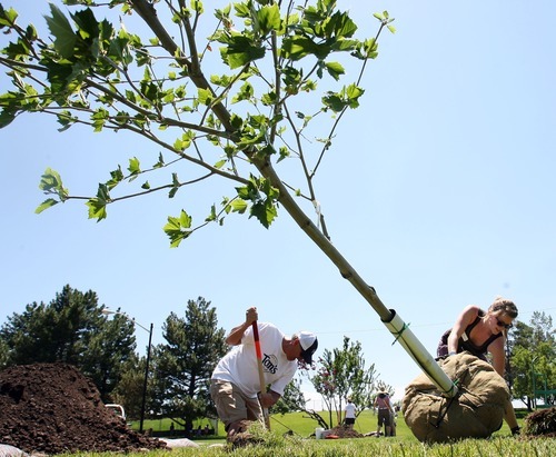 Steve Griffin  |  The Salt Lake Tribune

TreeUtah's Gena Christie rolls a London plane tree into a prepared hole during a tree event in Sugarhouse Park in Salt Lake City on Friday, June 24, 2011.