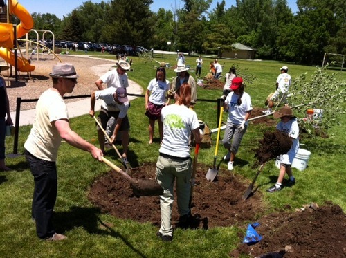 Steve Griffin | The Salt Lake Tribune
Tree Utah hosted a planting event Friday, June 24, at Sugarhouse Park in Salt Lake City.