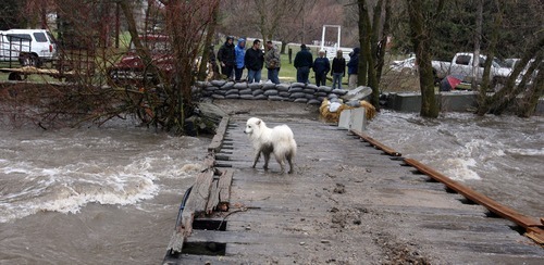 Steve Griffin  |  The Salt Lake Tribune
Rachel King's dog Ozzy checks out the swollen Blacksmith Fork River from a wooden bridge as families fill sandbags to try to protect their cabins about five miles up Blacksmith Fork Canyon on April 18.