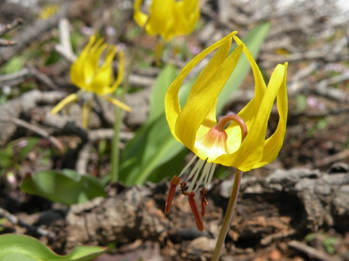 Erin Alberty  |  The Salt Lake Tribune
A late Glacier Lily for a late end of winter at Killyon Canyon.