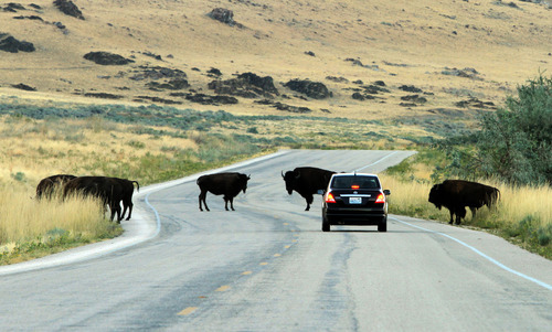 Rick Egan   |  The Salt Lake Tribune

A car waits for Buffaloes to cross the road,  on Antelope Island, Wednesday, August 25,  2010