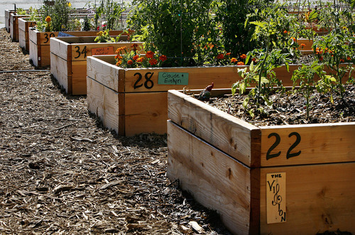 Scott Sommerdorf  |  The Salt Lake Tribune
Volunteers created the Sugar House Community Garden on top of the temporarily disused Fairmont Park Tennis Courts. Some of the planter boxes at the garden, Saturday, July 2, 2011