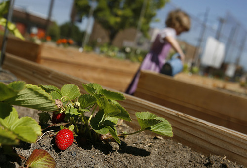 Scott Sommerdorf  |  The Salt Lake Tribune
A strawberry plant is yielding some fruit in one member's raised bed, Saturday, July 2, 2011.
Volunteers created the Sugar House Community Garden on top of the temporarily disused Fairmont Park Tennis Courts.