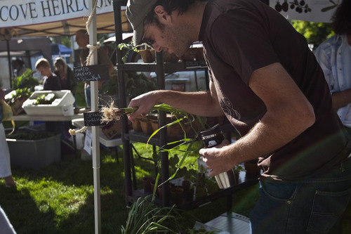 Chris Detrick  |  The Salt Lake Tribune 
Edible Wasatch's David Vogel looks at spring garlic from Black Heron Gardens at the Downtown Farmers Market at Pioneer Park on June 18.