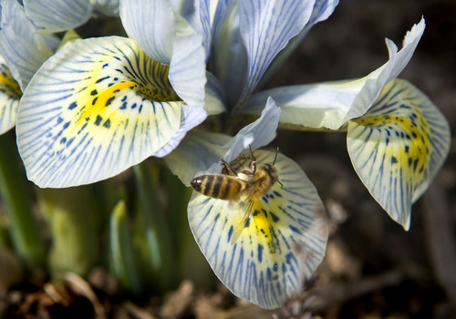 Tribune file photo   
A honey bee searches for pollen in an Iris.
