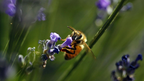 Tribune file photo   
A honey bee approaches a lavendar blossom.