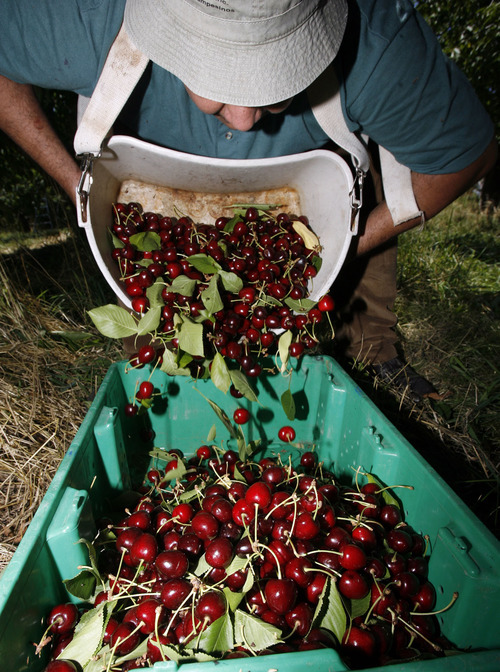 Utah's tart cherry crop is up, sweet cherry harvest is sour The Salt