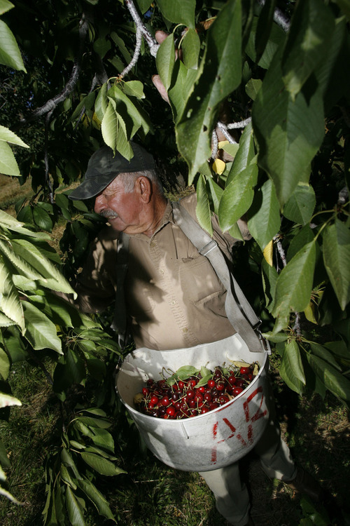 Utah's tart cherry crop is up, sweet cherry harvest is sour The Salt
