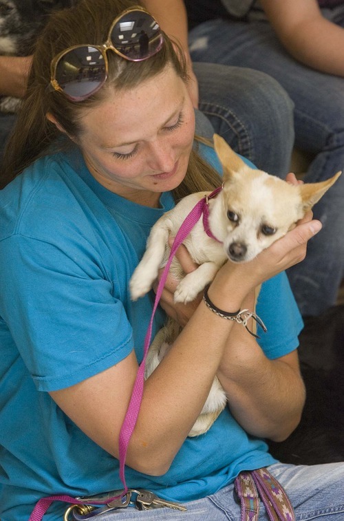 Paul Fraughton  |  The Salt Lake Tribune
Carol Cook, who works at the Humane Society of Utah, holds a shelter dog,  