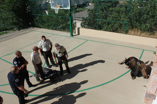 Gina Barker | The Salt Lake Tribune
A bull moose wandered into a Layton neighborhood Saturday, prompting response from Layton Police and the Division of Wildlife Resources. The animal was tranquilized and was to be tagged and released into the wild.