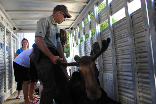 Gina Barker | The Salt Lake Tribune
A bull moose wandered into a Layton neighborhood Saturday, prompting response from Layton Police and the Division of Wildlife Resources. The animal was tranquilized and was to be tagged and released into the wild.