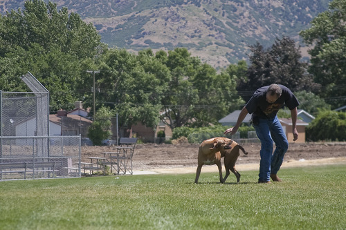 Margaret Distler  |  The Salt Lake Tribune
John Robinson, of Cottonwood Heights, pets Nia, his four-year-old Rhodesian Ridgeback, at the site of the future Mountview Park on Friday. Robinson ocassionally brings Nia to the open field so she can run around. An off-leash dog area was not included in the final concept plan for the new park because of space limitations.