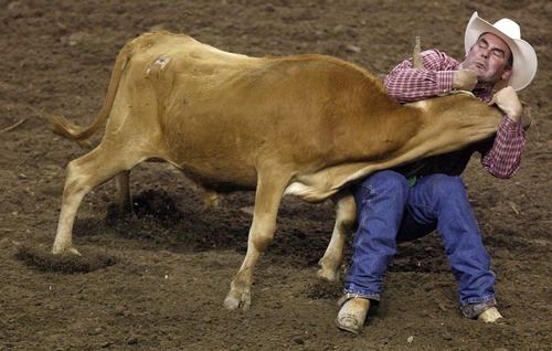 Trent Nelson  |  The Salt Lake Tribune
Coby Jones of Tremonton, Utah, pulls down a steer in the Steer Wrestling competition at the Days of 47 Rodeo, Maverik Center in West Valley City, Utah. Friday, July 22, 2011.