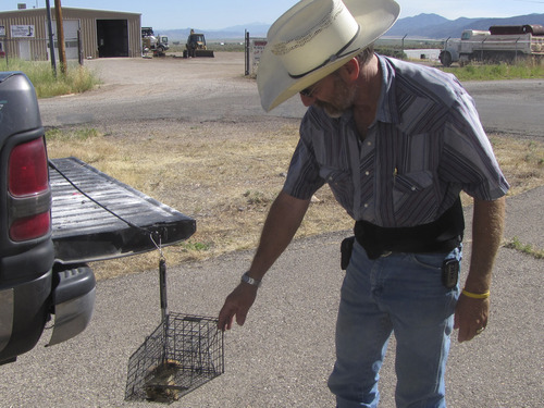 Mark Havnes  |  The Salt Lake Tribune
Parowan Councilman Dennis Gaede, a volunteer for the Utah prairie dog relocation program, weighs a threatened dog last week at Parowan Airport. The relocation is part of a 20-year habitat conservation plan that requires the captured animals to weigh at least 500 grams, (slightly more than 17.5 ounces) before they can be relocated. Those weighing less must be set free at the capture sites.