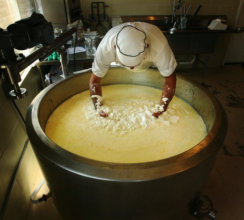 Steve Griffin  |  The Salt Lake Tribune

Stig Hansen, who owns Snowy Mt. Sheep Creamery in Eden with his wife Susan,  uses his hands to separate the curd from the whey as he makes cheese Thursday, July 14, 2011.