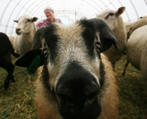 Steve Griffin  |  The Salt Lake Tribune

Susan Hansen, who owns Snowy Mt. Sheep Creamery in Eden with her husband Stig, pets some of their sheep as another looks into the camera lens Thursday, July 14, 2011. Stig is the cheesemaker and a Danish chef by trade. Susan is the shepherdess.