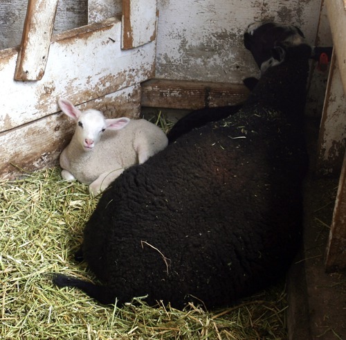 Steve Griffin  |  The Salt Lake Tribune

A new lamb at Stig and Susan Hansen's Snowy Mt. Sheep Creamery in Eden on Thursday, July 14, 2011.  The Hansens make some of Utah's best 
