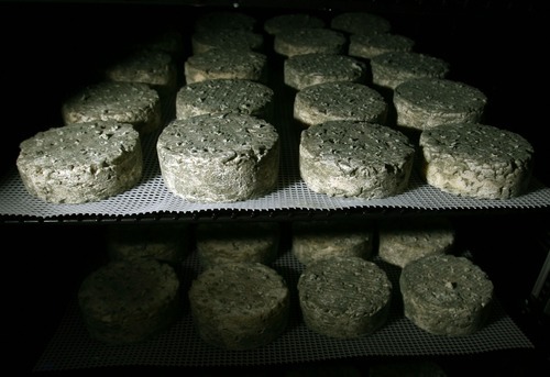 Steve Griffin  |  The Salt Lake Tribune

Delano Peak cheese ages at Stig and Susan Hansen's Snowy Mt. Sheep Creamery in Eden on Thursday, July 14, 2011.