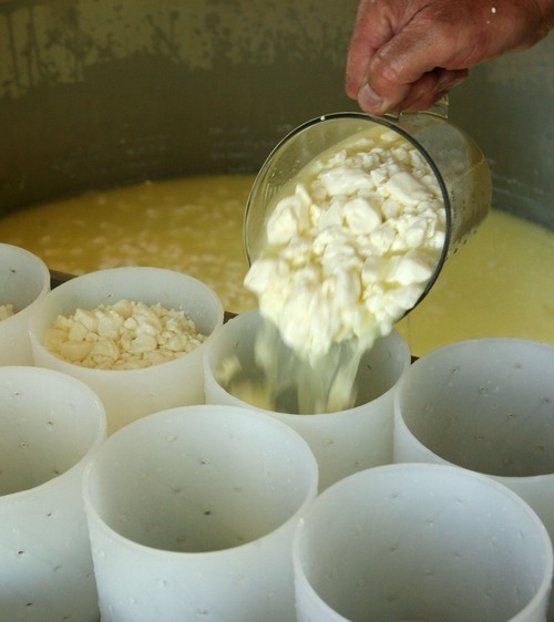 Steve Griffin  |  The Salt Lake Tribune

Stig Hansen, who owns Snowy Mt. Sheep Creamery in Eden with his wife Susan,  pours  curd into molds as he makes cheese Thursday, July 14, 2011.