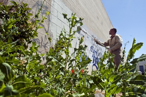 Chris Detrick | The Salt Lake Tribune 
Using a paint roller, Jacob Shafizadeh removes graffiti from a wall in West Valley City Thursday July 21, 2011. His job is to remove graffiti from major roadways and public property.