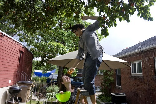 Djamila Grossman  |  The Salt Lake Tribune

Molly Butterworth and Davida Wegner are among several thousand Utah same-sex couple who reported their relationship in the 2010 census. The two pick apricots in their backyard in Salt Lake City, Utah, on Wednesday, July 27, 2011.